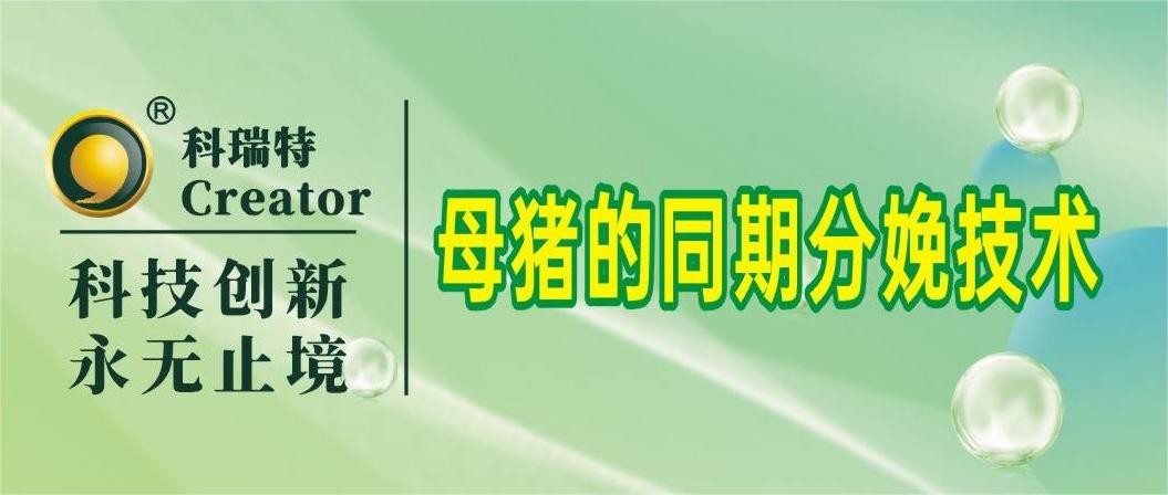 養(yǎng)殖技術 | 母豬的同期分娩技術
